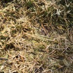 Lawn
