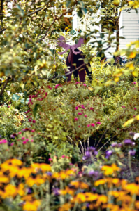 Low Maintenance Landscaping - Terrapin Landscapes