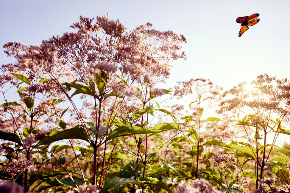 Low Maintenance Landscaping - Terrapin Landscapes