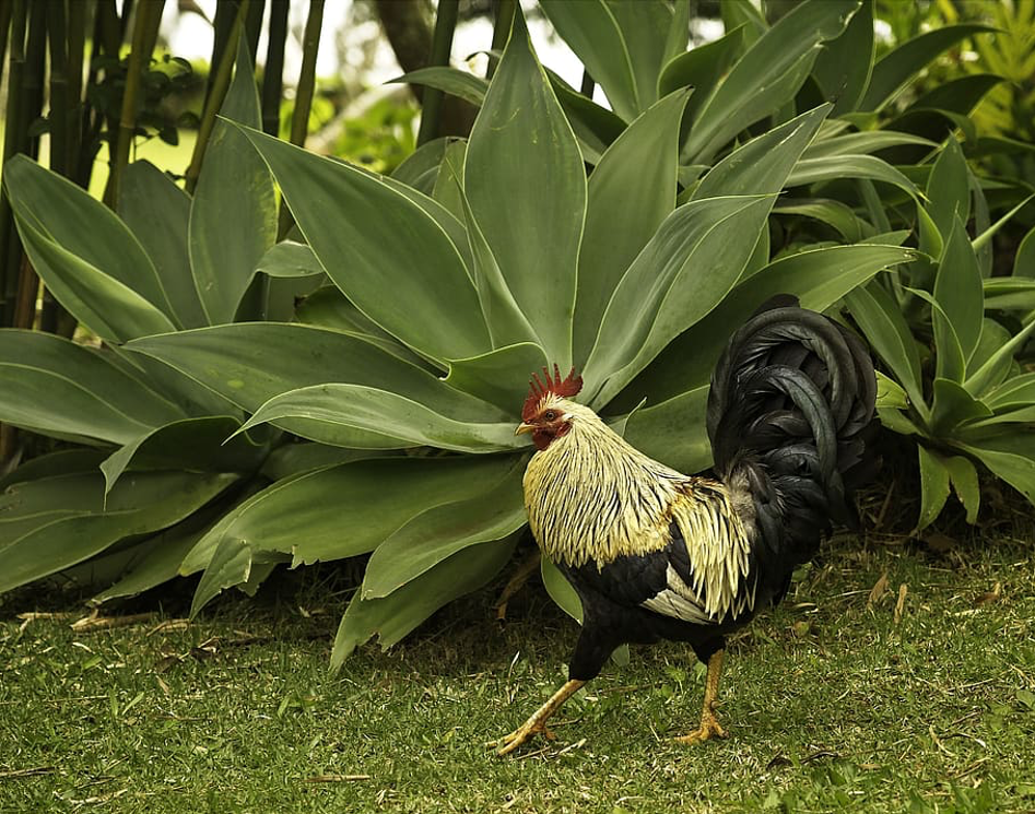 edible landscape at terrapin landscapes