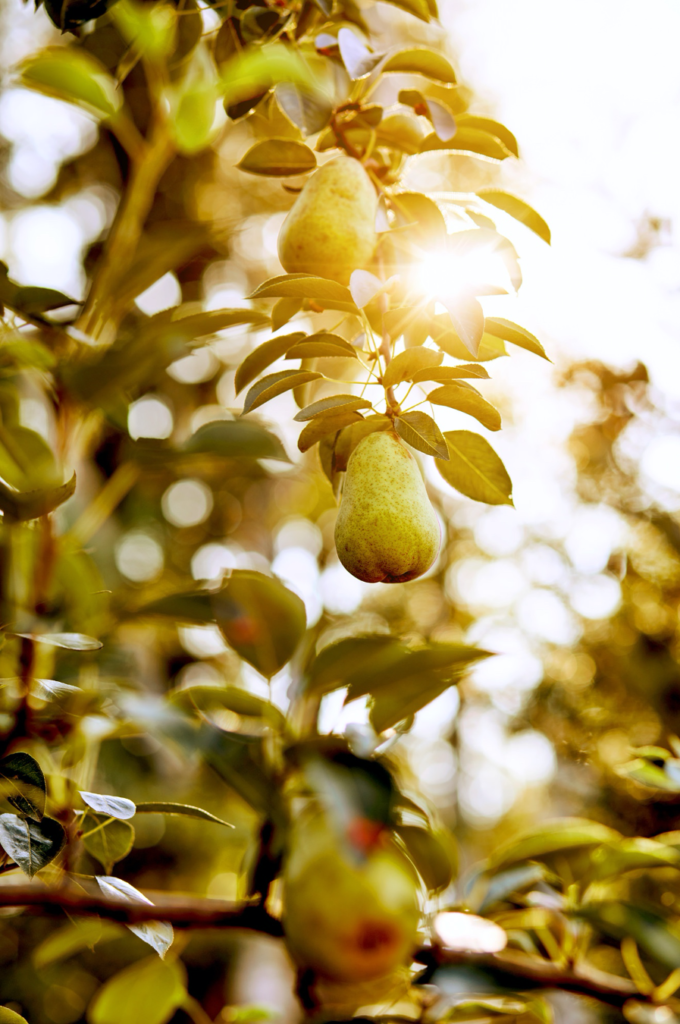 edible landscape at terrapin landscapes