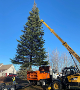 Putting Up The Kennebunkport, Maine Christmas Tree